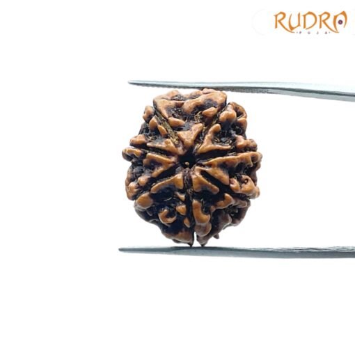 7-Mukhi-Nepal-Rudraksha-23.34MM-SP-C.jpg