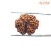 7 Mukhi Nepal Rudraksha (23.60Mm) 13 7-Mukhi-Nepal-Rudraksha-23.60Mm-Bp-C.jpg