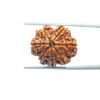7-Mukhi-Nepal-Rudraksha-23.60Mm-Mp-C.jpg
