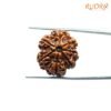 7 Mukhi Nepal Rudraksha (23.60Mm) 14 7-Mukhi-Nepal-Rudraksha-23.60Mm-Sp-C.jpg