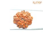 7-Mukhi-Nepal-Rudraksha-23.65Mm-Bp-C.jpg
