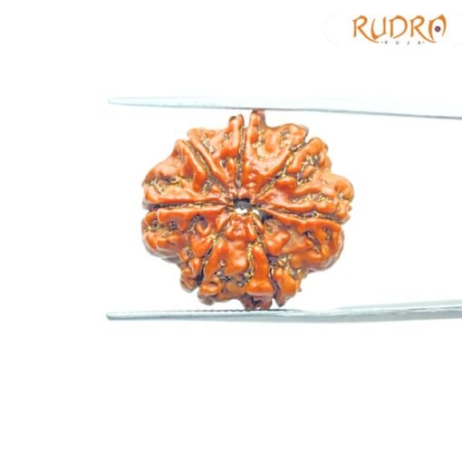 7-Mukhi-Nepal-Rudraksha-23.65Mm-Bp-C.jpg