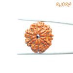 7-Mukhi-Nepal-Rudraksha-23.65MM-FP-C.jpg