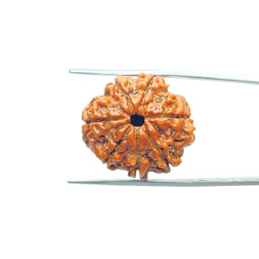 7-Mukhi-Nepal-Rudraksha-23.65Mm-Mp-C.jpg