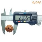 7-Mukhi-Nepal-Rudraksha-23.65Mm-Op-C.jpg