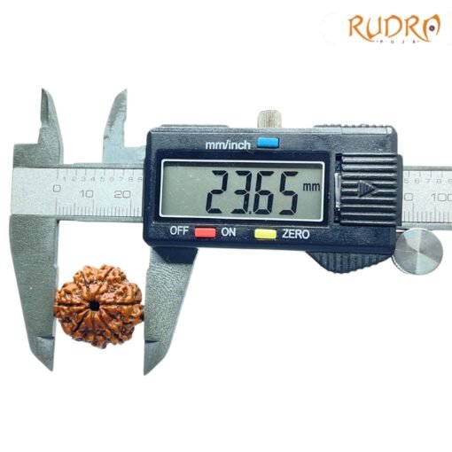 7-Mukhi-Nepal-Rudraksha-23.65Mm-Op-C.jpg