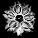 7 Mukhi Rudraksha 22.43 MM