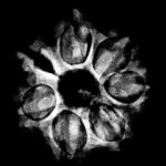 7 Mukhi Rudraksha 22.88 Mm