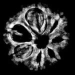 7 Mukhi Rudraksha 23.15 Mm