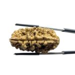 Collector 1 Mukhi Rudraksha (39.22 MM)