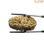 Collector 1 Mukhi Rudraksha (39.22 MM)