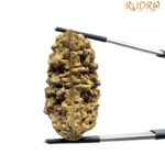 Collector 1 Mukhi Rudraksha (39.22 MM)