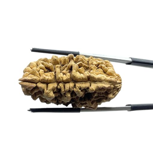Collector 1 Mukhi Rudraksha (39.22 MM)