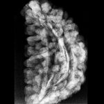 Collector 1 Mukhi Rudraksha - (39.22 MM) x-ray