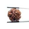 Collector 5 Mukhi Nepal Rudraksha - (23.09 MM)