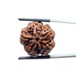 Collector 5 Mukhi Nepal Rudraksha - (23.09 MM)