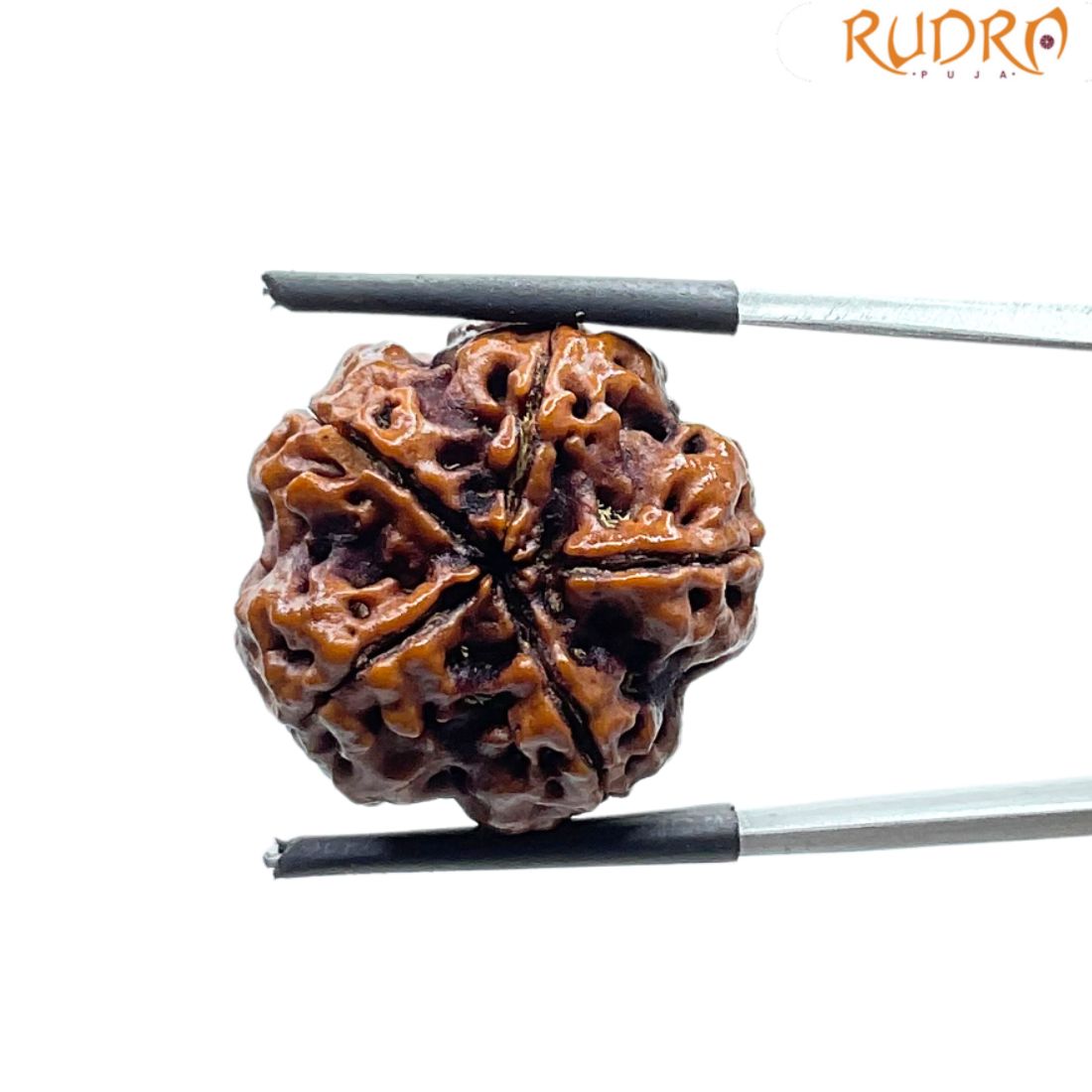 Collector 5 Mukhi Nepal Rudraksha - (23.09 MM)