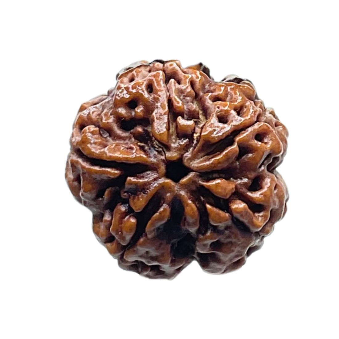 Collector 5 Mukhi Nepal Rudraksha - (23.09 MM)