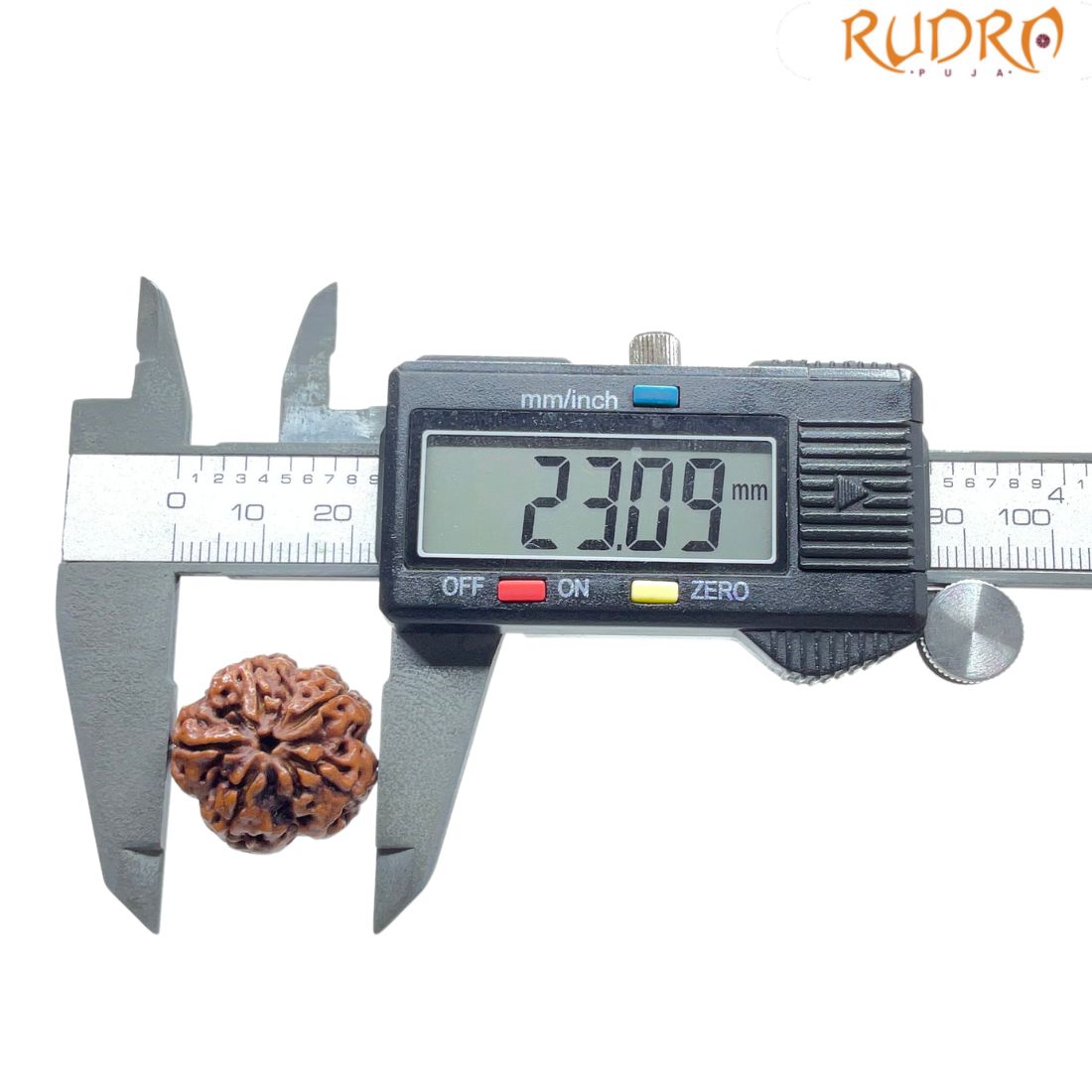 Collector 5 Mukhi Nepal Rudraksha - (23.09 MM)