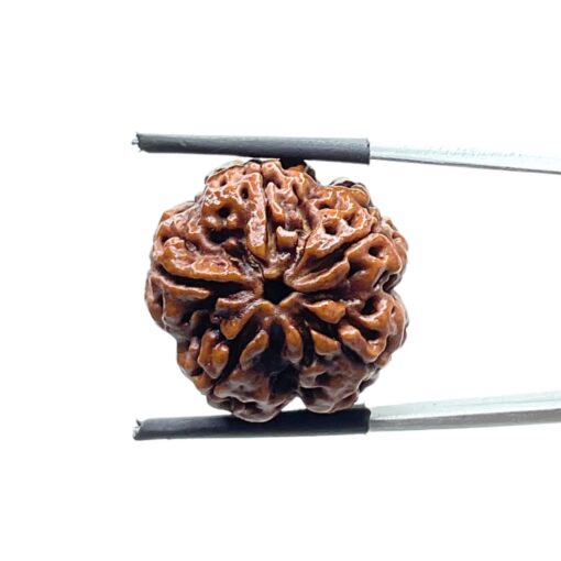 Collector 5 Mukhi Nepal Rudraksha - (23.09 MM)