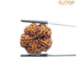 Collector 5 Mukhi Nepal Rudraksha - (23.53MM)