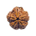 Collector 5 Mukhi Nepal Rudraksha - (23.53MM)