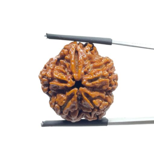 Collector 5 Mukhi Nepal Rudraksha - (23.53MM)