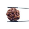 Collector 5 Mukhi Nepal Rudraksha - (24.14 MM)