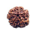 Collector 5 Mukhi Nepal Rudraksha - (24.14 MM)
