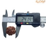 Collector 5 Mukhi Nepal Rudraksha - (24.14 MM)
