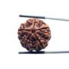 Collector 5 Mukhi Nepal Rudraksha - (25.35 MM)