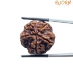 Collector 5 Mukhi Nepal Rudraksha - (25.35 MM)