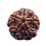 Collector 5 Mukhi Nepal Rudraksha - (25.35 MM)