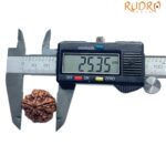 Collector 5 Mukhi Nepal Rudraksha - (25.35 MM)