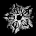 Collector 5 Mukhi Nepal Rudraksha - (25.35 MM)