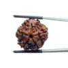 Collector 5 Mukhi Rudraksha Nepal - (22.56 MM)