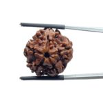 Collector 5 Mukhi Rudraksha Nepal - (22.56 MM)