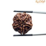 Collector 5 Mukhi Rudraksha Nepal - (22.56 MM)