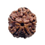 Collector 5 Mukhi Rudraksha Nepal - (22.56 MM)
