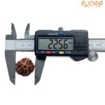 Collector 5 Mukhi Rudraksha Nepal - (22.56 MM)