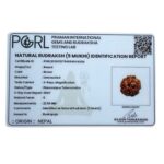 Collector 5 Mukhi Rudraksha Nepal - (22.56 MM) - (Rudrapuja)