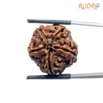 Collector 5 Mukhi Rudraksha Nepal - (22.56 MM) - (Rudrapuja)