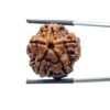 Collector 5 Mukhi Rudraksha Nepal - (22.56 MM) - (Rudrapuja)