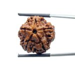 Collector 5 Mukhi Rudraksha Nepal - (22.56 MM) - (Rudrapuja)