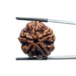Collector 5 Mukhi Rudraksha Nepal - (23.25 MM)