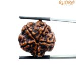 Collector 5 Mukhi Rudraksha Nepal - (23.25 MM)