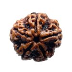 Collector 5 Mukhi Rudraksha Nepal - (23.25 MM)