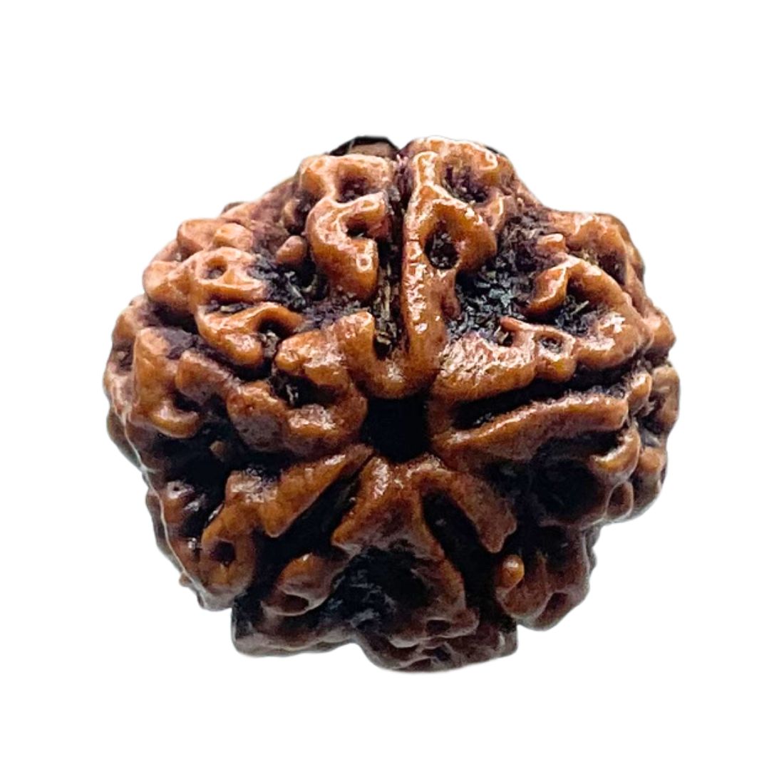 Collector 5 Mukhi Rudraksha Nepal - (23.25 MM)