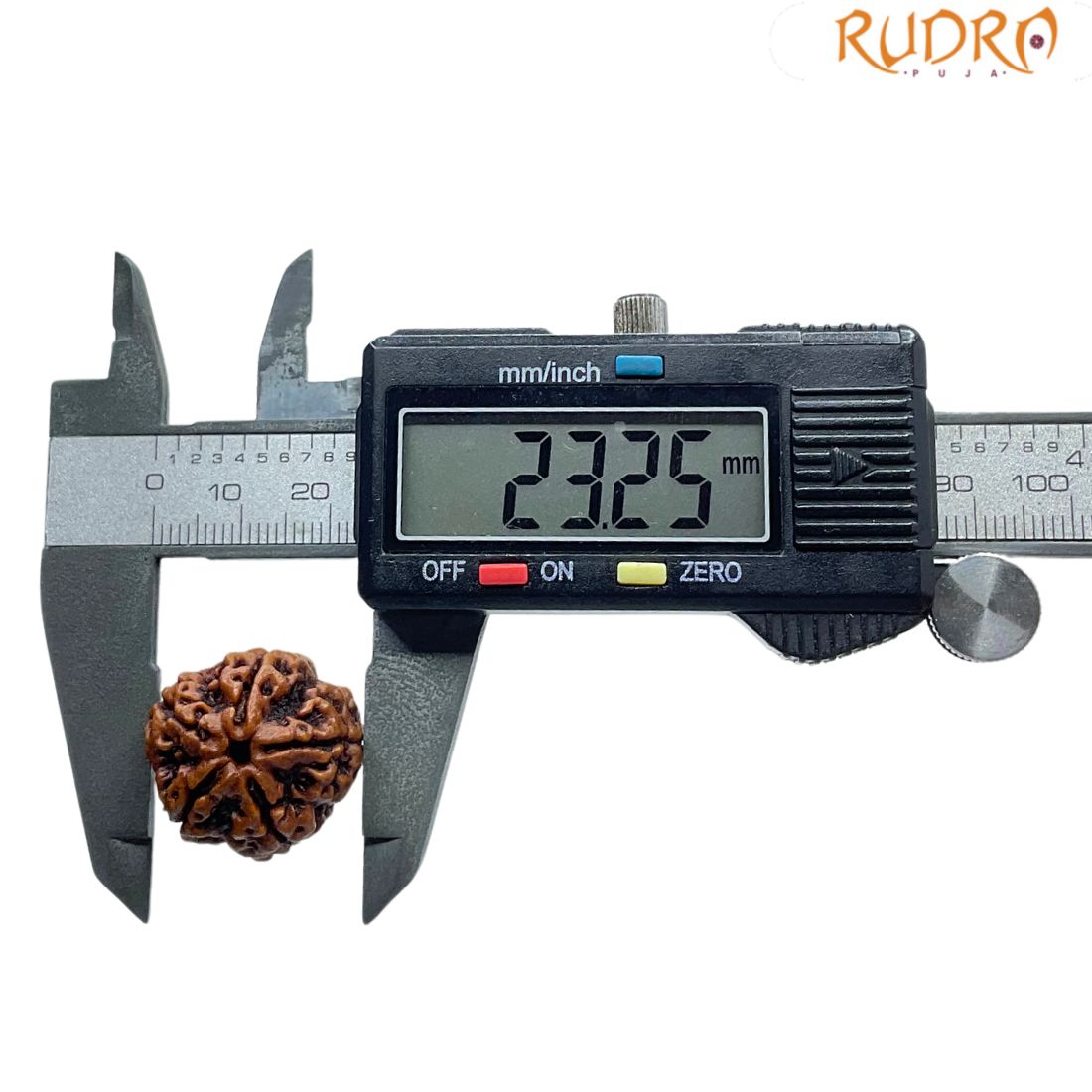 Collector 5 Mukhi Rudraksha Nepal - (23.25 MM)