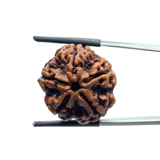 Collector 5 Mukhi Rudraksha Nepal - (23.25 MM)